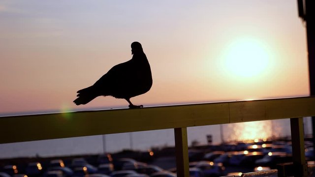 Silhouetted Pigeon moving Head on one Leg at Sunset near Carpark and Ocean in the Background