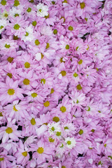 Background pink blooming chrysanthemums.