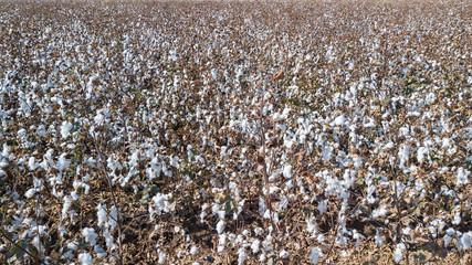 Aerial image of a Cotton field before harvesting.