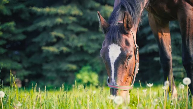 Elegant brown haired horse eating grass during sunset close up. Springtime green meadows at ranch. Portrait of an animal eating.