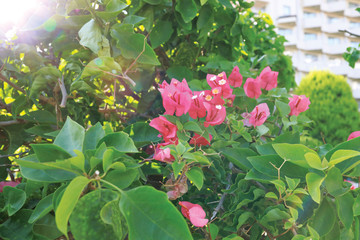 Green bush with blooming pink flowers, illuminated by sunlight.