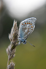 A beautiful butterfly Common Blue