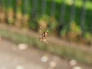 Cross spider (Araneus diadematus)