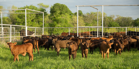 Ranch round up