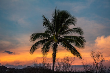 palm trees at sunset