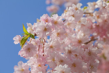  cherry blossoms against blue sky , taken in Tokyo , Japan