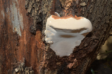 Inonotus, champignon qui pousse sur le tronc d'un arbre