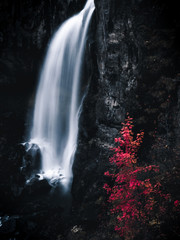 cascada seda con arbol rojo de otoño