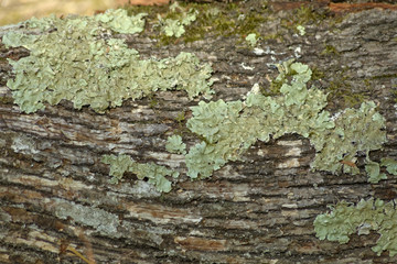 Xanthoparmelia scabrosa - pavement lichen growing on a pine timber on the ground in Belgrad Forest of Turkey.