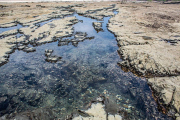 Tidal Pools