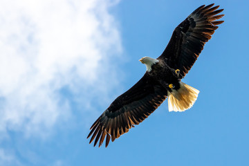 Bald Eagle flying in front of a cloud in Alaska