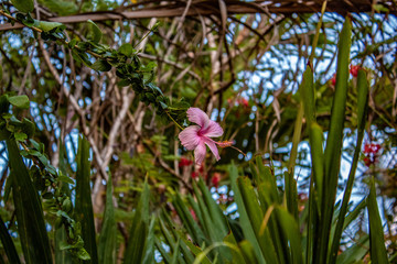 Obraz premium flowers in the garden