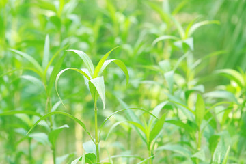 leaf of green grass, large background. summer natural background