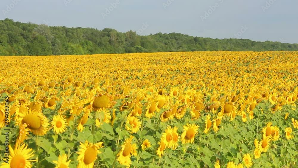 Poster Sunflowers