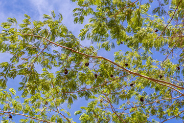green leaves and blue sky
