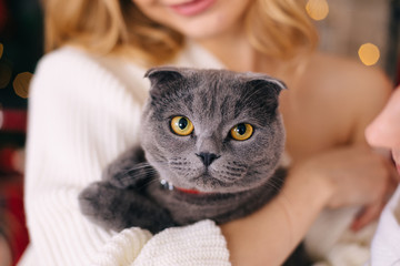closeup of cat on hands of girl. look at camera. scottish fold.
