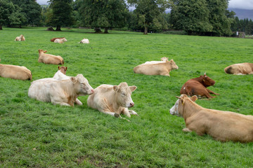 a rural scene, cows resting in a field.