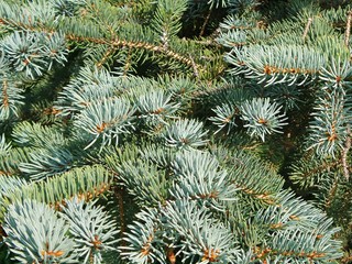Blue spruce, green spruce with scientific name Picea pungens. Beautiful branch of spruce with needles. Christmas tree in nature. close up.Selective focus.