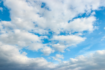 Naklejka na ściany i meble Flying birds, white clouds and blue sky landscape
