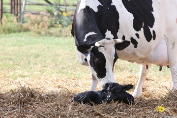 Newborn Calf with Holstein Mother