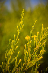 field of yellow flowers