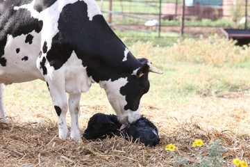 Baby calf and mother