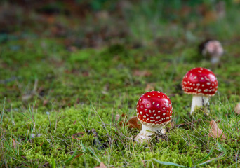 Fliegenpilz klein hut Rund Moos ein Männlein steht im Walde wachsen Herbst Wald