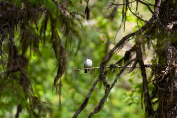bird on a branch