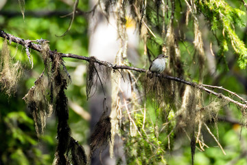 bird on a branch