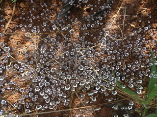 spider web after the rain, in three Barras, municipality of serro-MG - Brazil