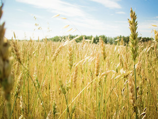 Wheat field with yellow harvest