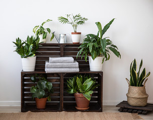 Bathroom set of folded gray towels in the craft made rough wooden shelf with plants against the white wall. Front view.