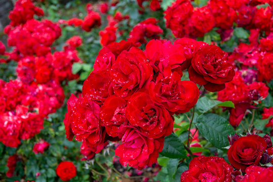 rosal con rosas rojas