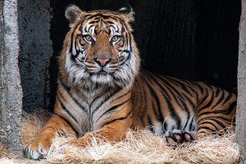 Majestic Tiger Portrait