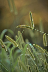 yellowed green ears with sunlight