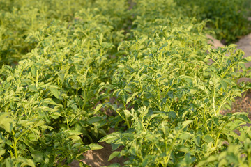 Potato plants in a farm