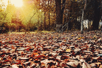 Beautiful forest in autumn with sunbeams through the trees and bright yellow autumn leaves
