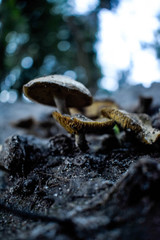 Diversidad natural salvaje