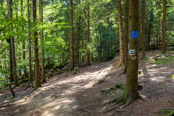 Fototapeta premium Mountain trail in a forest in Giant Mountains