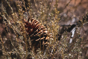 pine cone in branch