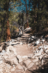 rocky path in forest