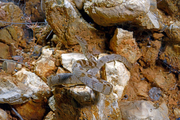 Europäische Katzennatter (Telescopus fallax) in Griechenland - European cat snake in Greece