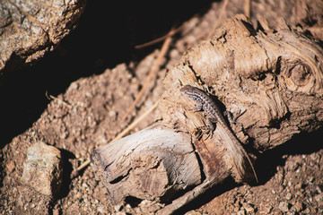 lizard on rock