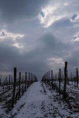 Fototapeta premium View of vineyard that climbs a hill with snow during the winter season in Piedmont