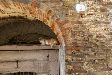 Cat lying on a portal of a medieval house