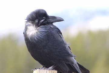 crow on branch