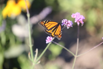 butterfly on flower