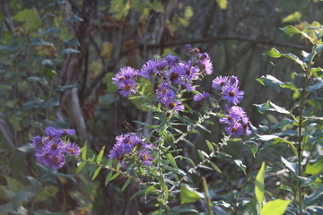 Wild bergamot purple flower