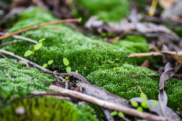Moss on steel tankers abandoned, on the Danube River