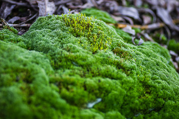 Moss on steel tankers abandoned, on the Danube River